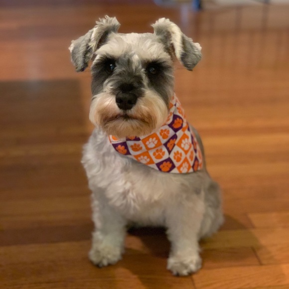 Meet your Posher, Lucy - Picture 1 of 1